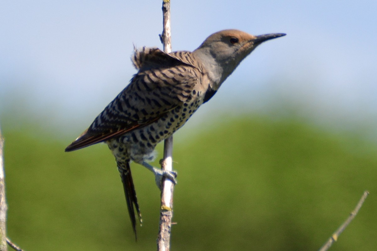 Northern Flicker - lise owens