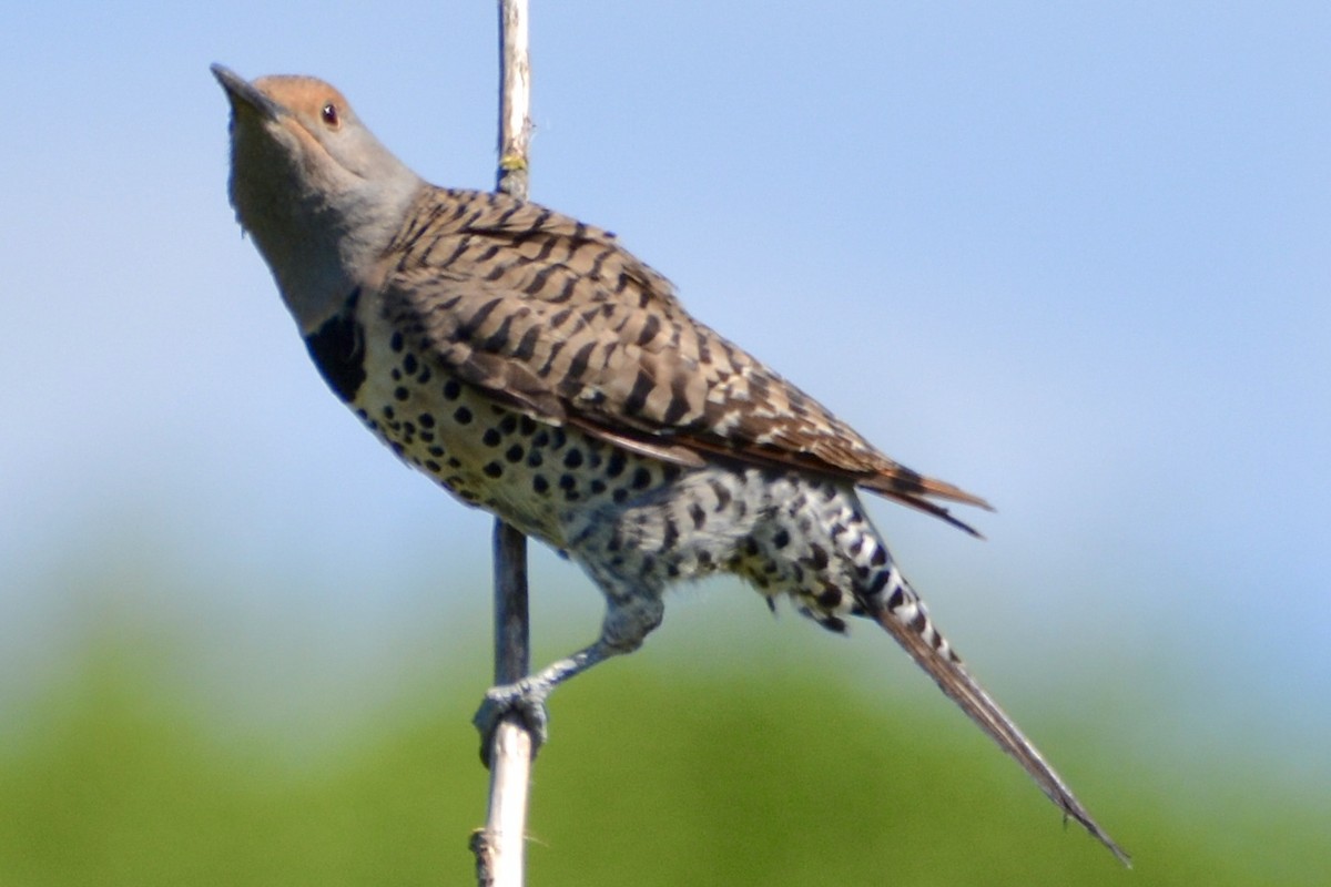 Northern Flicker - lise owens