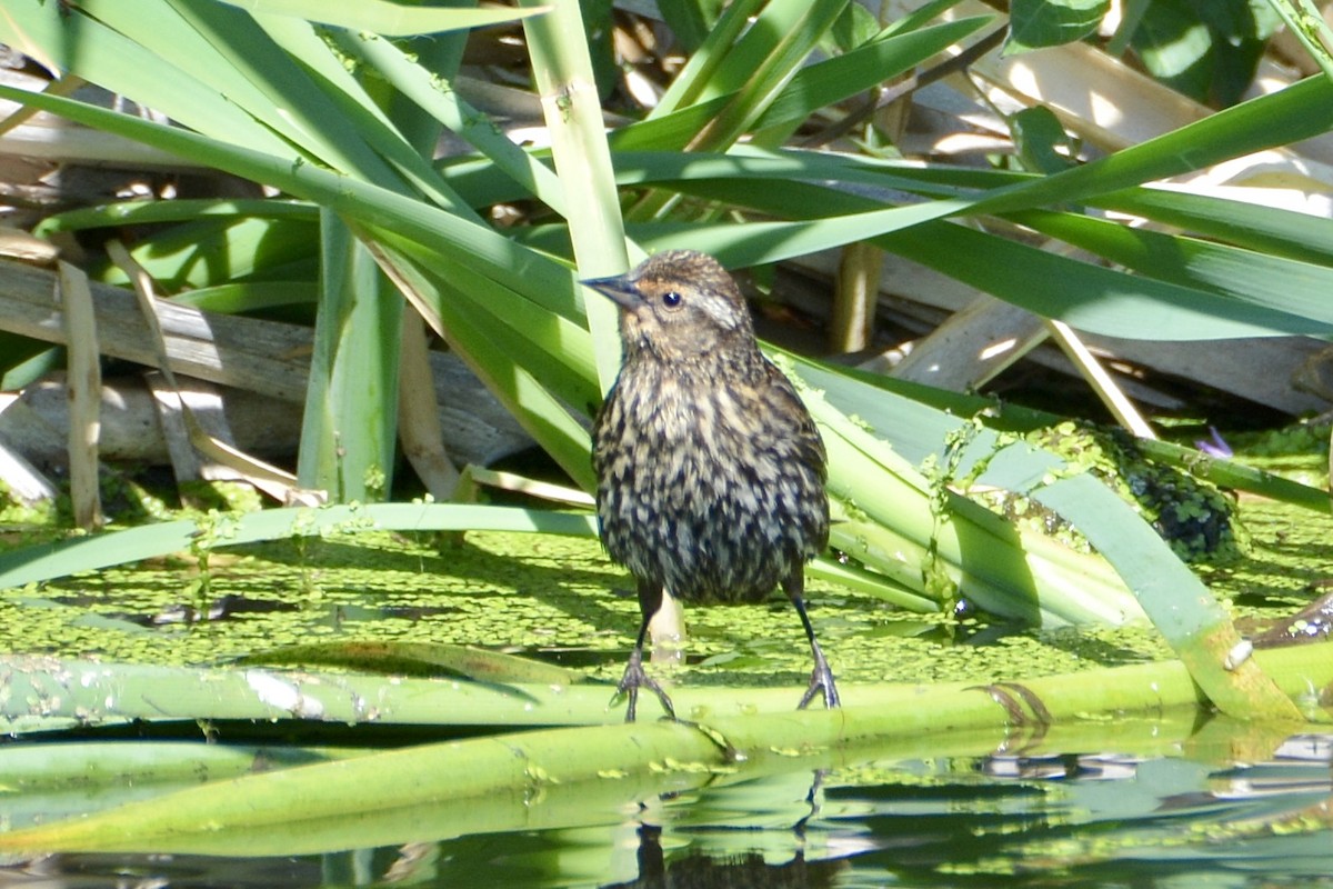 Red-winged Blackbird - lise owens