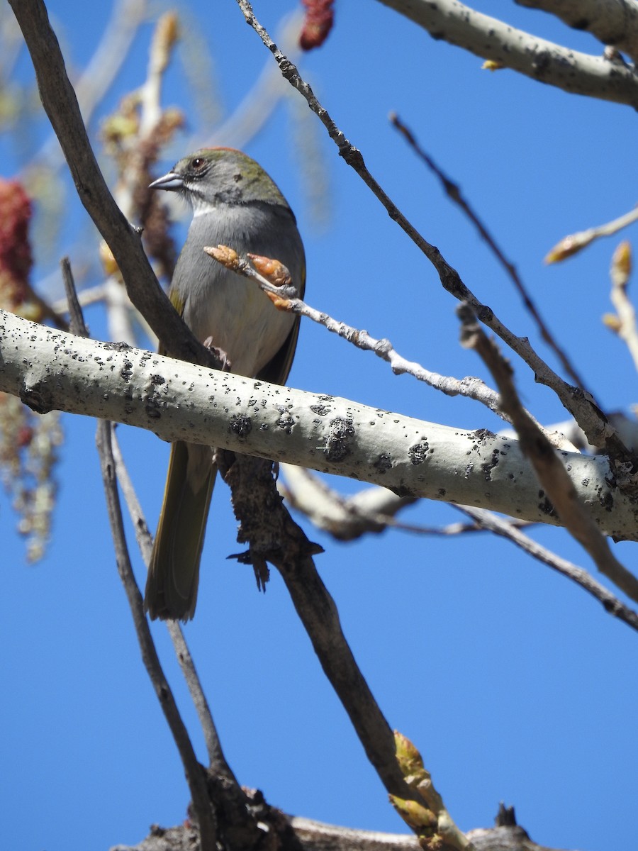 Green-tailed Towhee - ML619193335