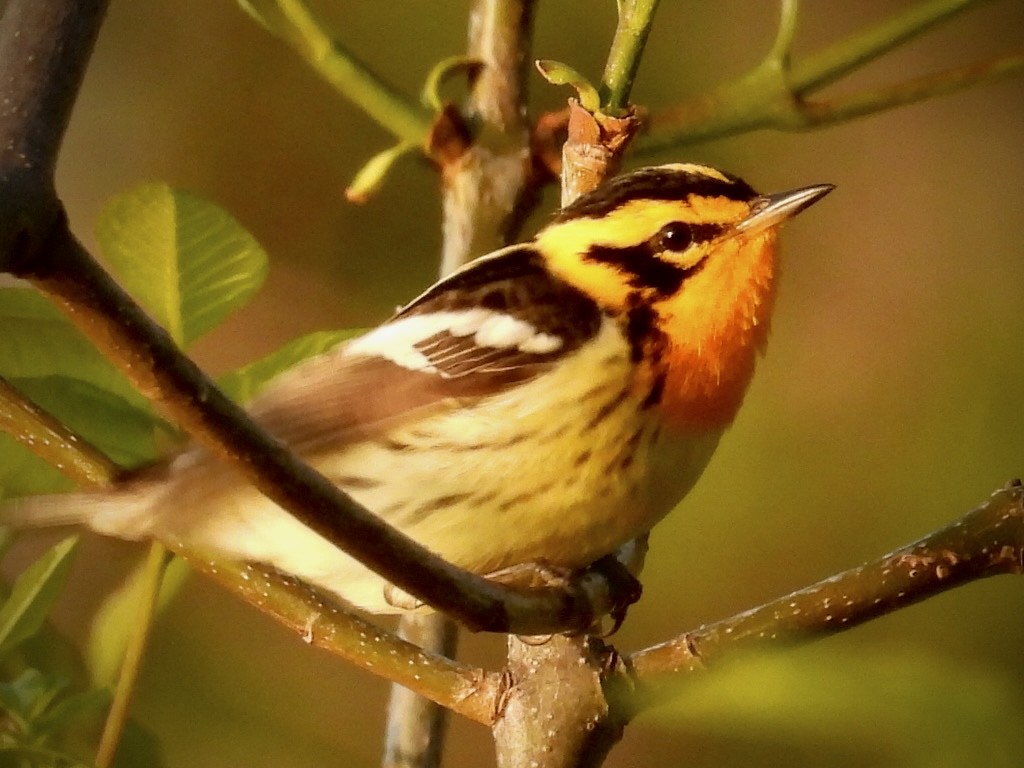 Blackburnian Warbler - Isaac Petrowitz