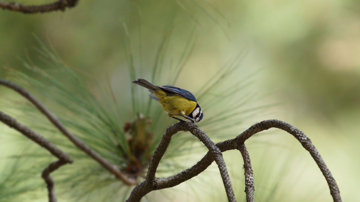 African Blue Tit - Jakub Nikiel