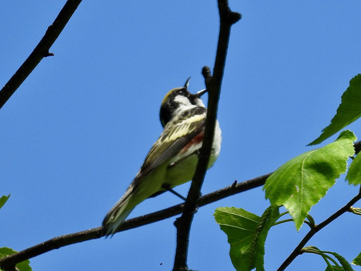 Chestnut-sided Warbler - Isaac Petrowitz