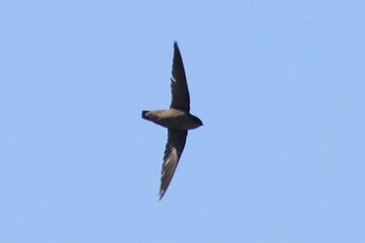 Vaux's Swift - lise owens