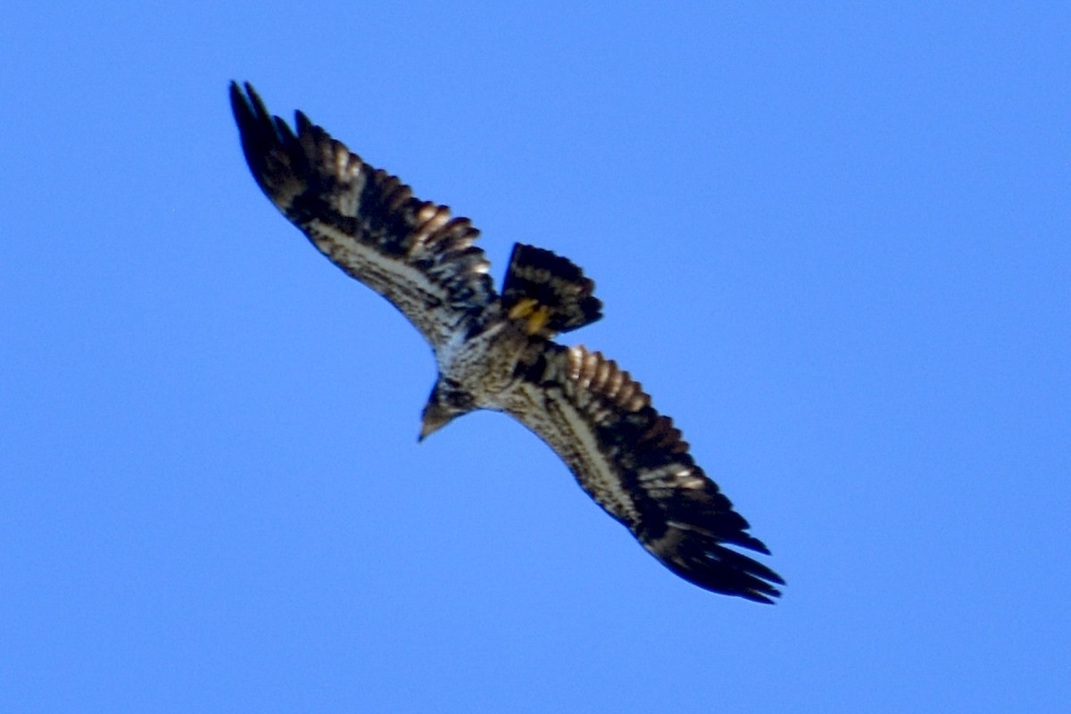 Bald Eagle - ML619193365