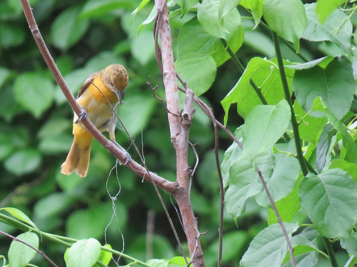 Baltimore Oriole - Teri Warren