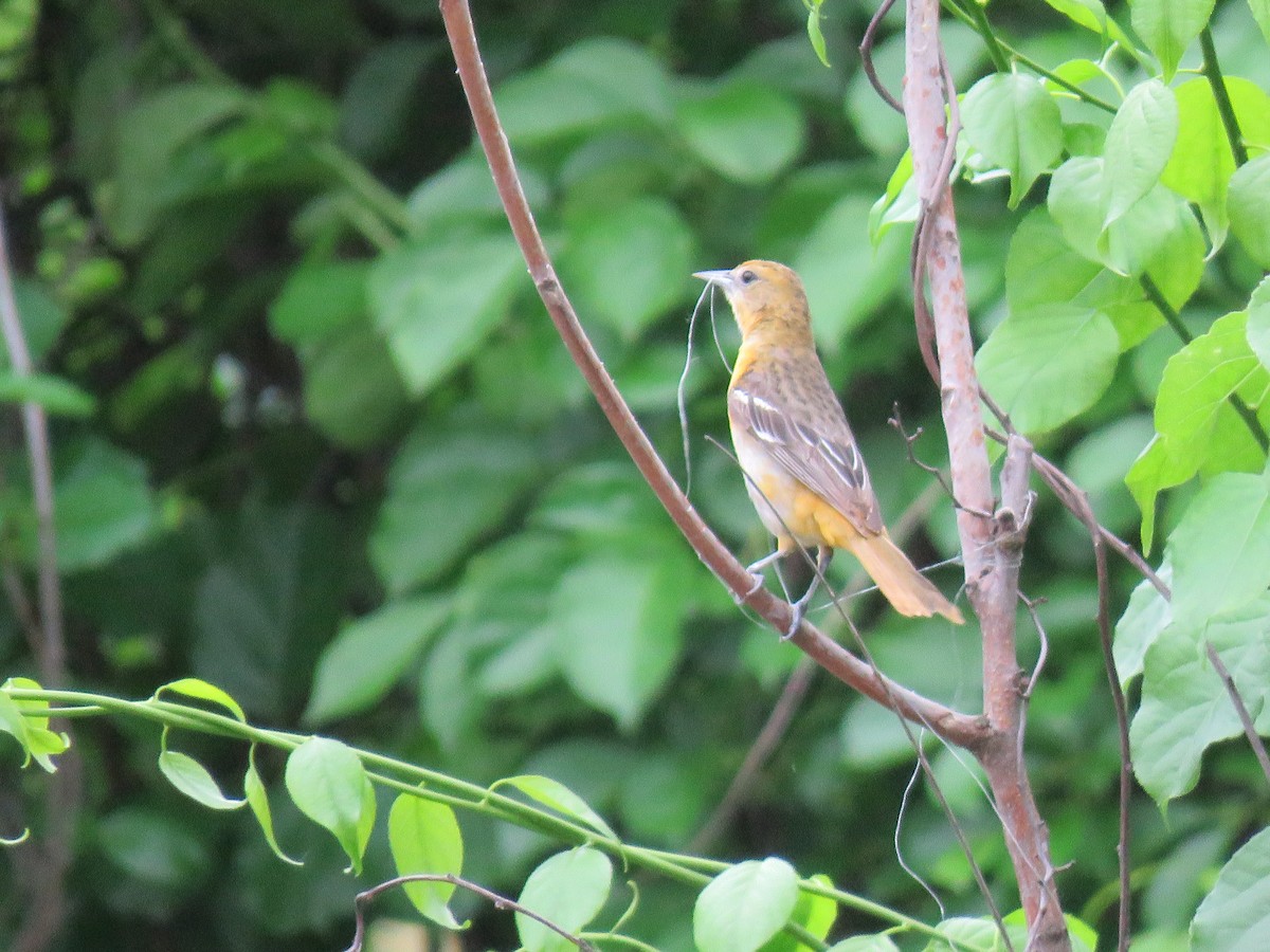 Baltimore Oriole - Teri Warren