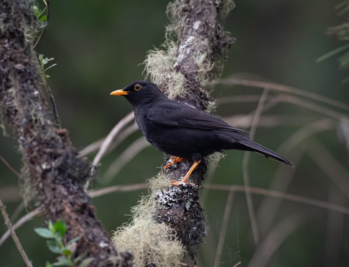 Black Thrush - Daniel Mérida