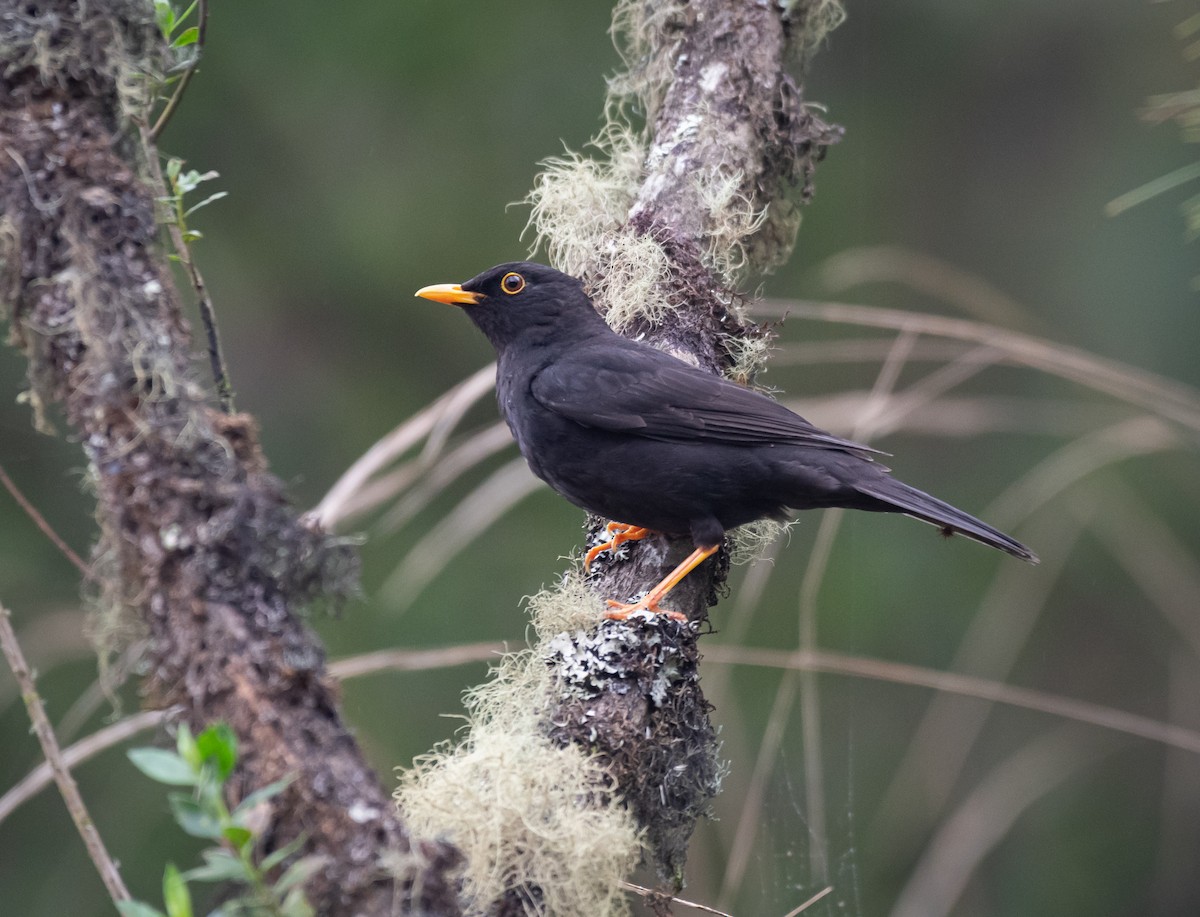 Black Thrush - Daniel Mérida