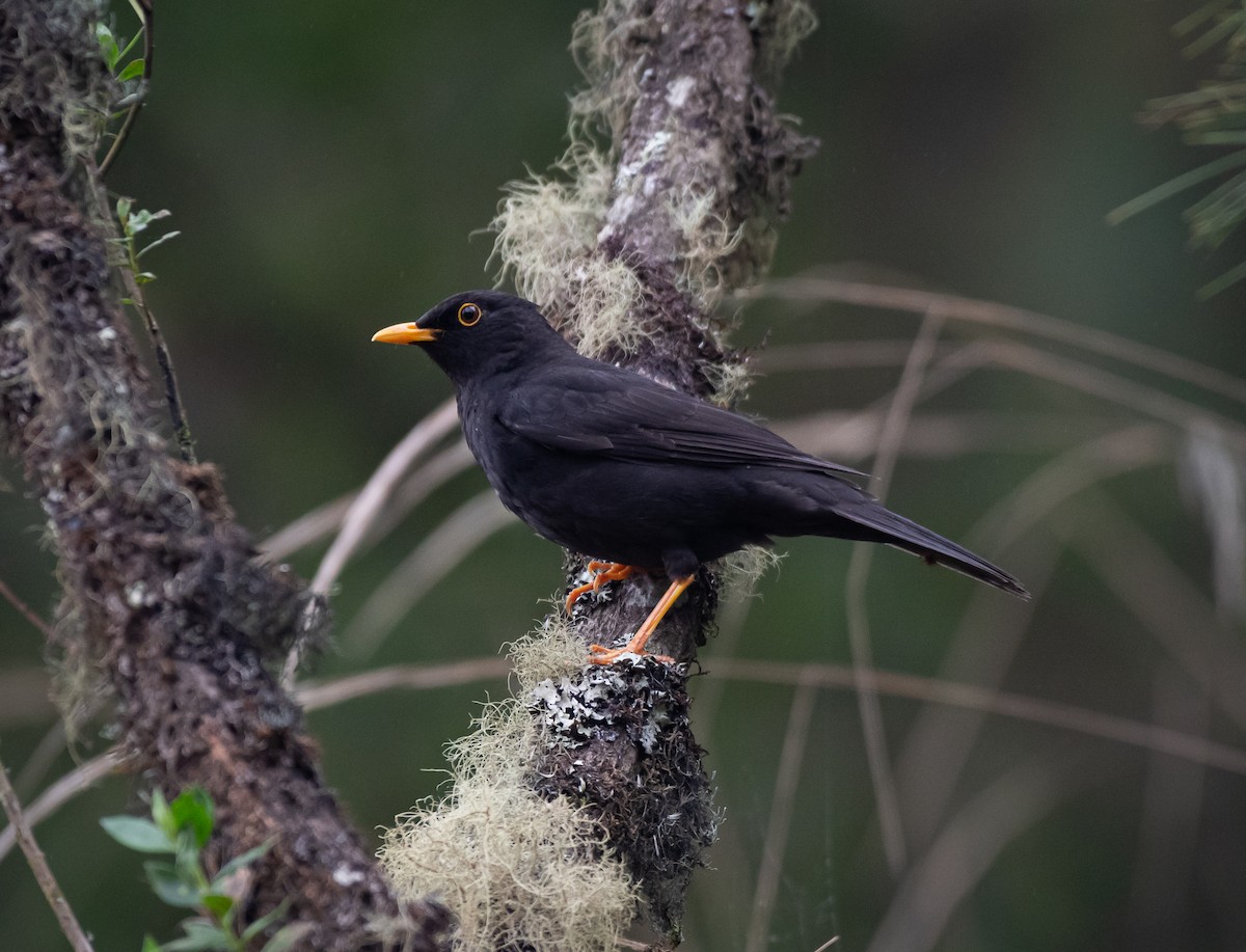 Black Thrush - ML619193376