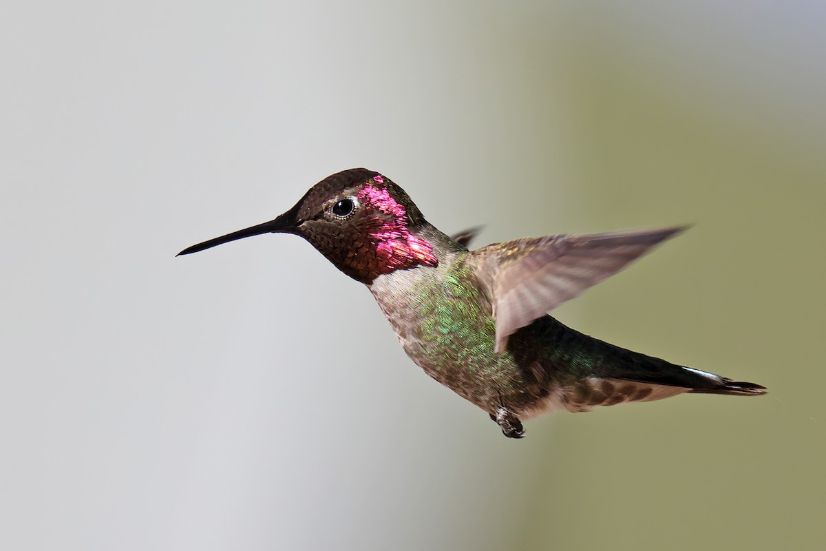 Anna's Hummingbird - Doug Hommert