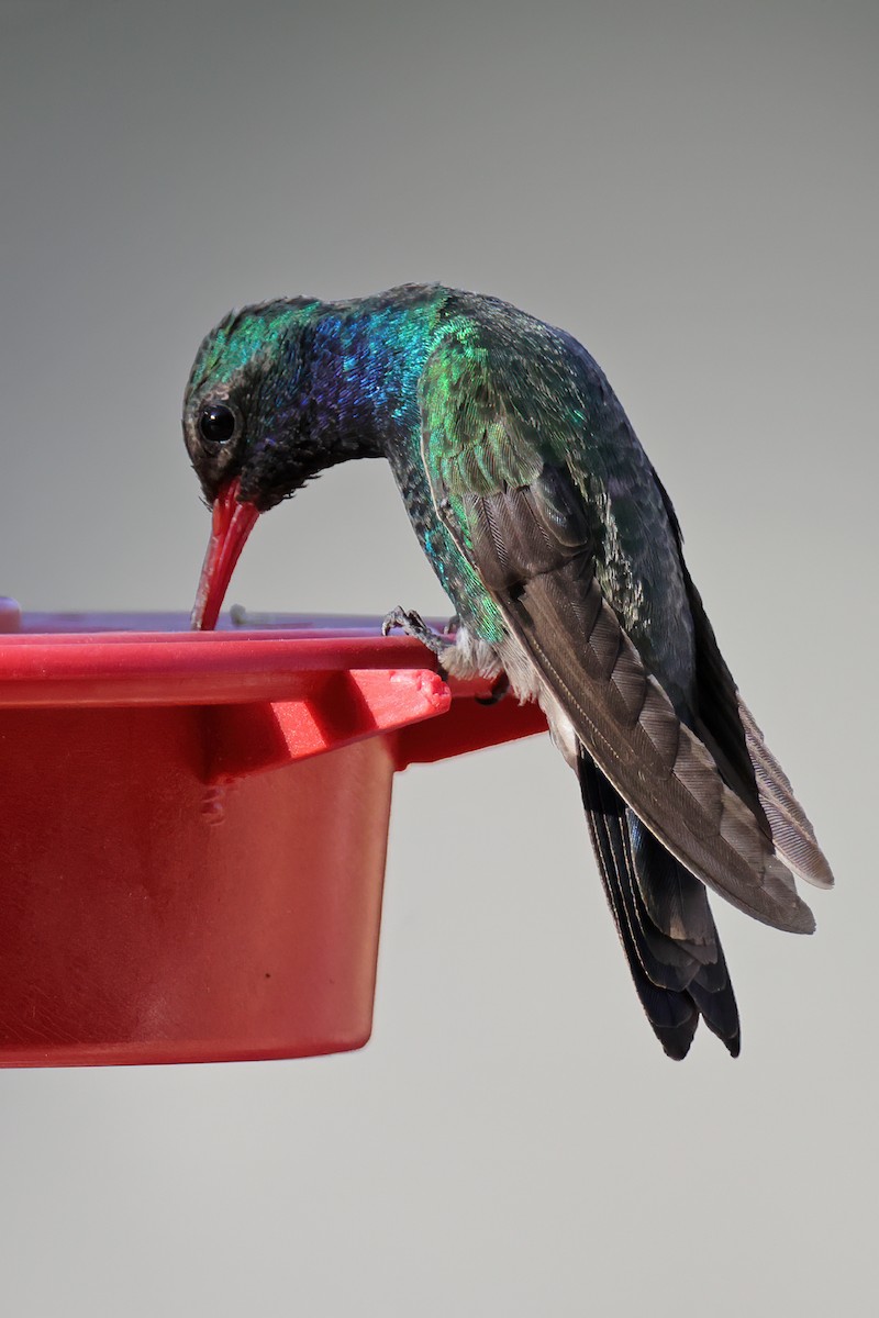 Broad-billed Hummingbird - Doug Hommert