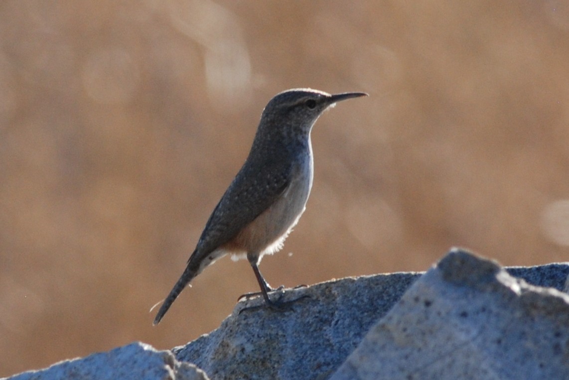 Rock Wren - ML61919341