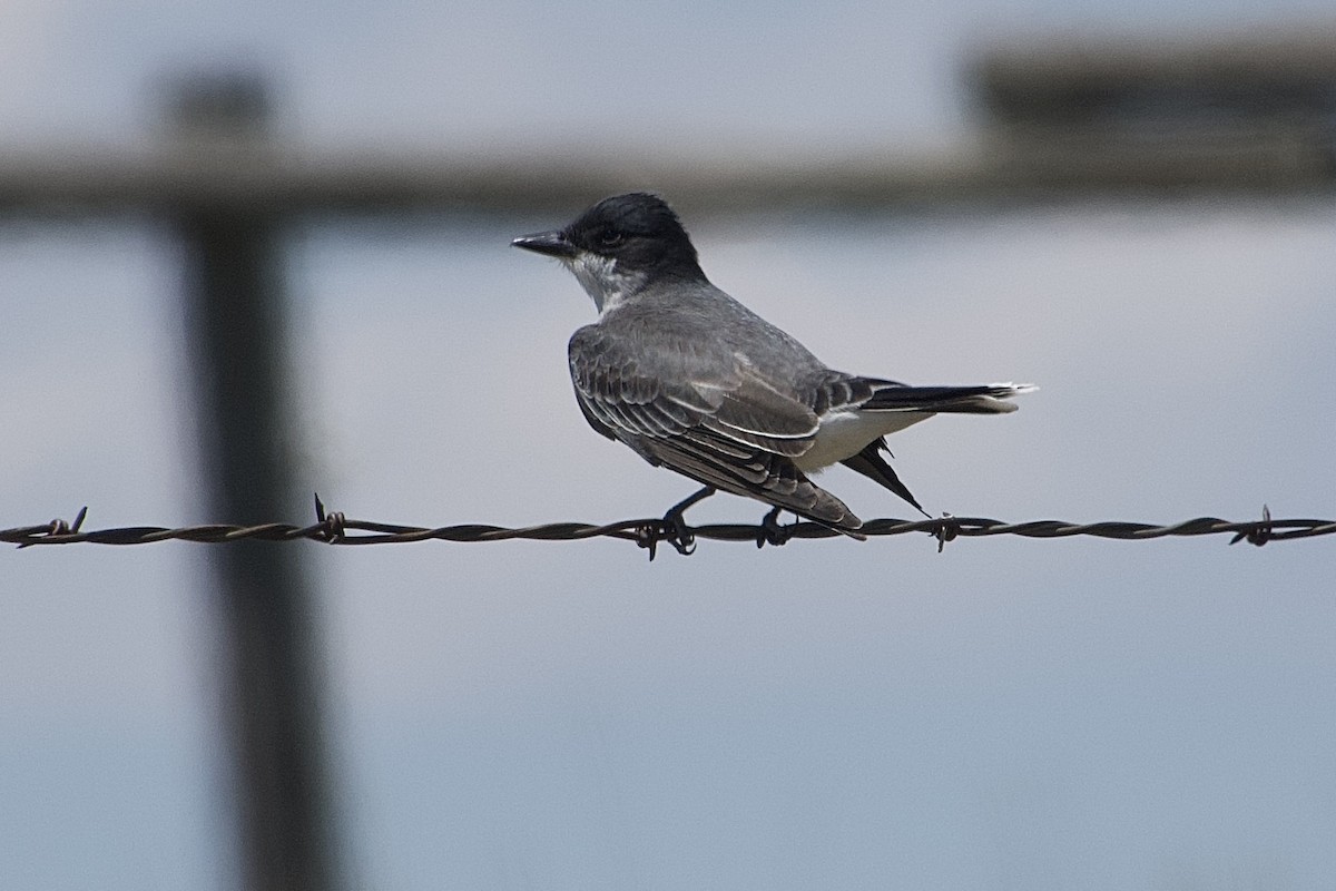 Eastern Kingbird - Don Rodriguez