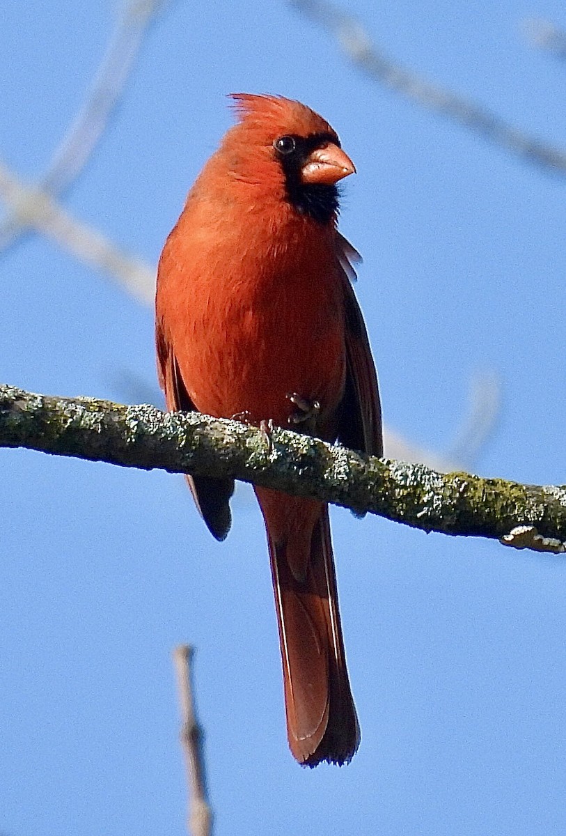 Cardinal rouge - ML619193426