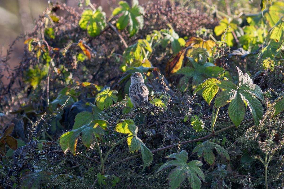 Brewer's Sparrow - ML619193439