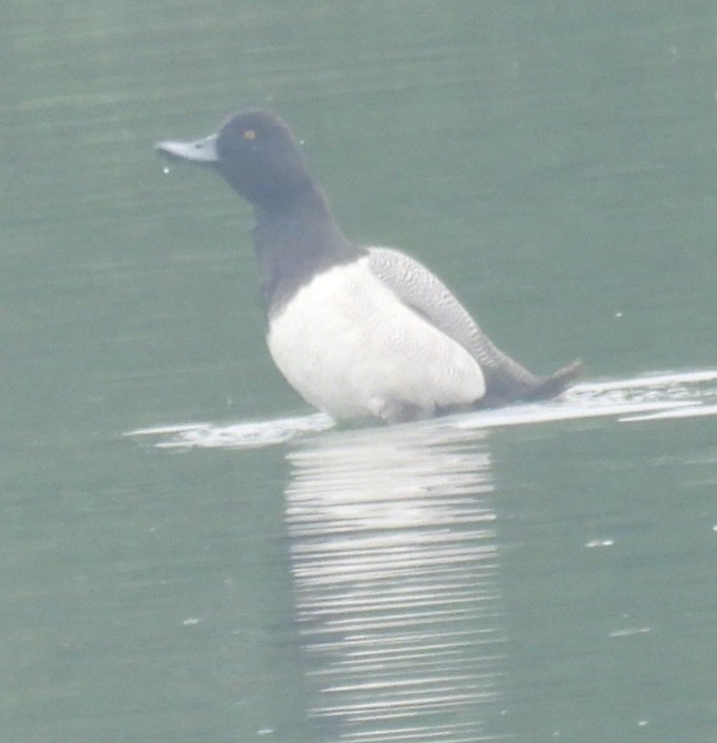 Lesser Scaup - A M