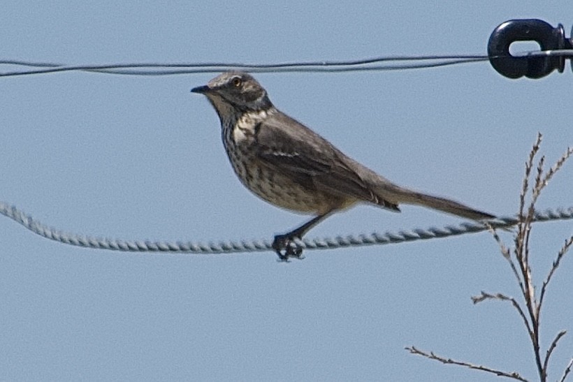 Sage Thrasher - Don Rodriguez