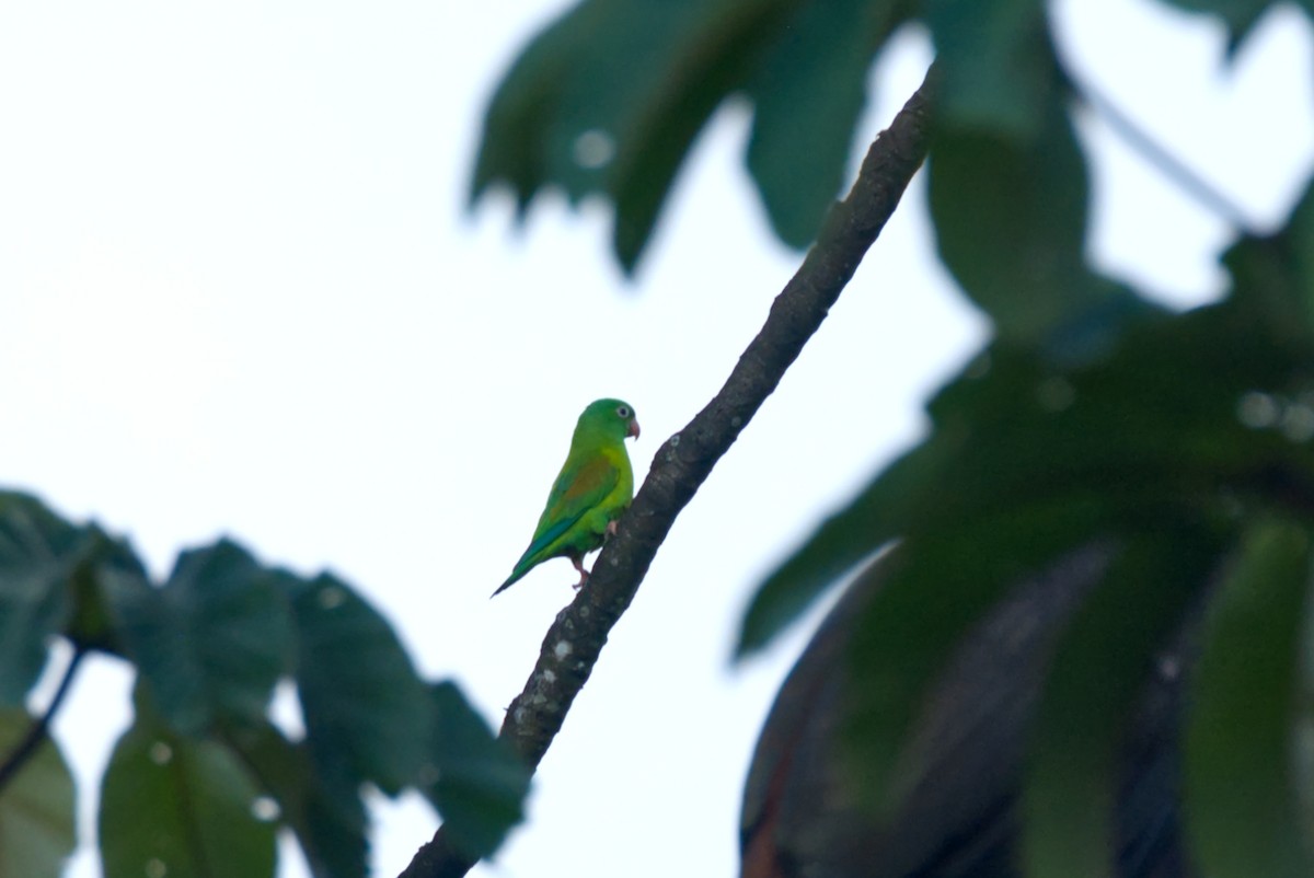 Orange-chinned Parakeet - Travis Vance