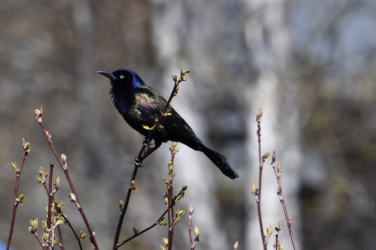 Common Grackle - ML619193554