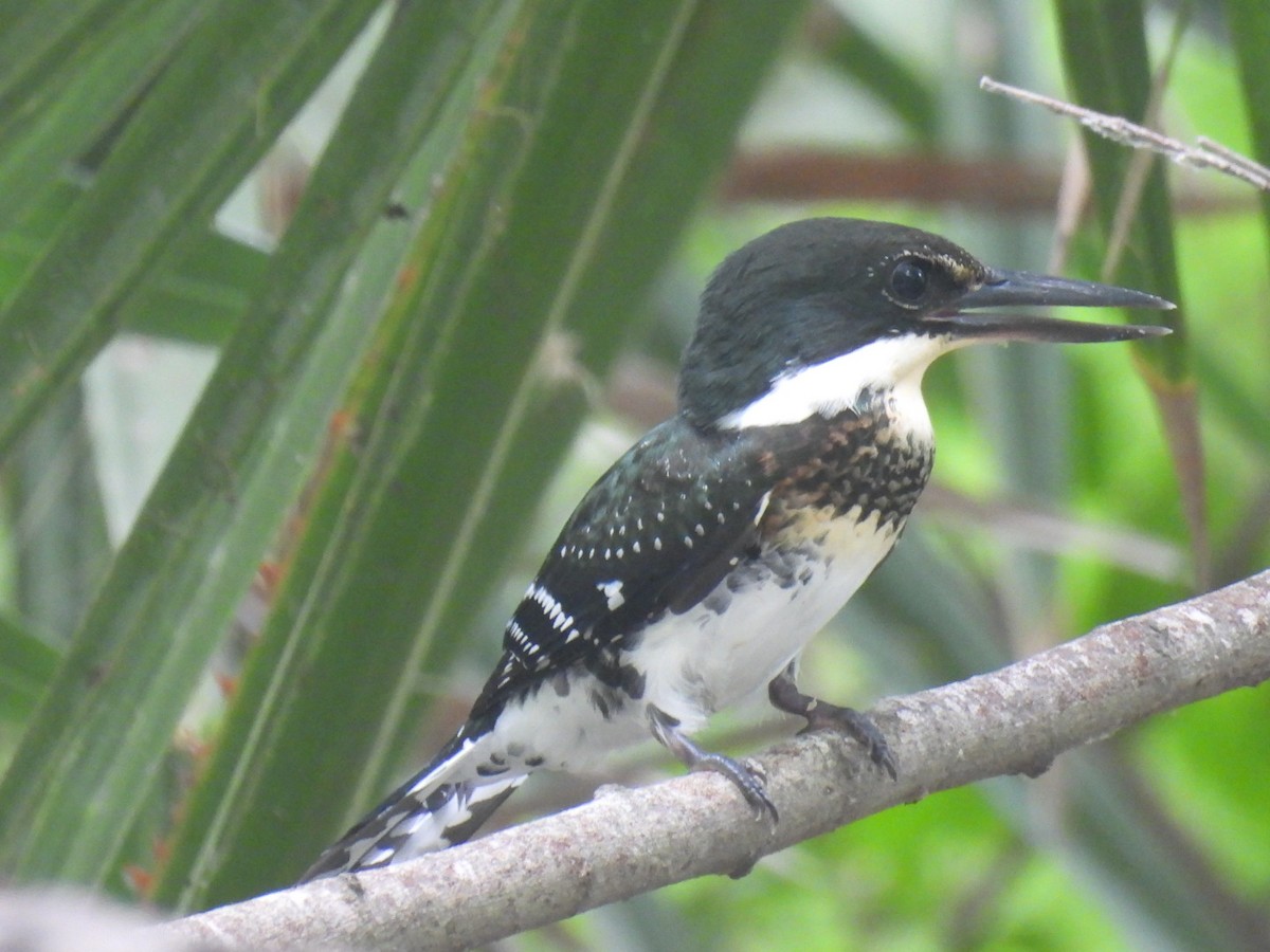 Green Kingfisher - A M