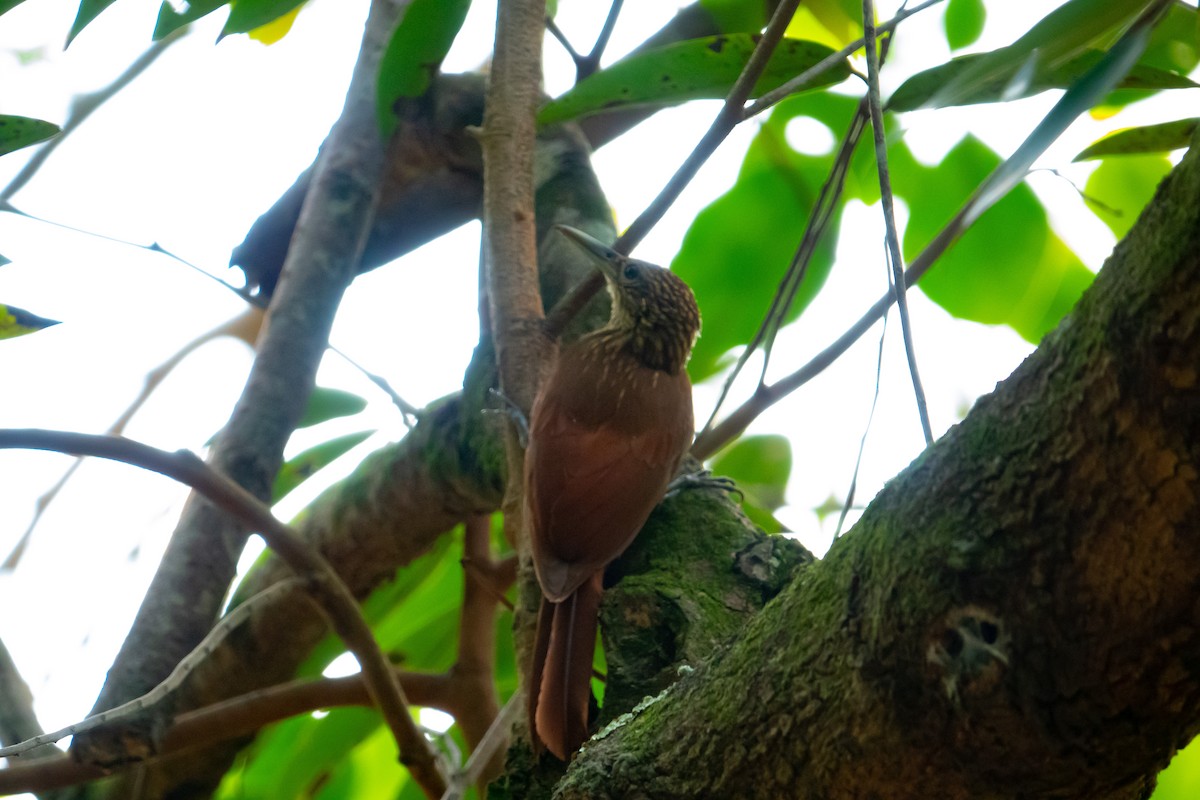 Buff-throated Woodcreeper - ML619193562