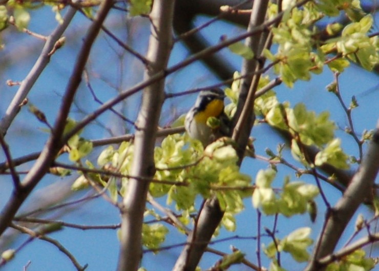 Yellow-throated Warbler - Kim Hartquist
