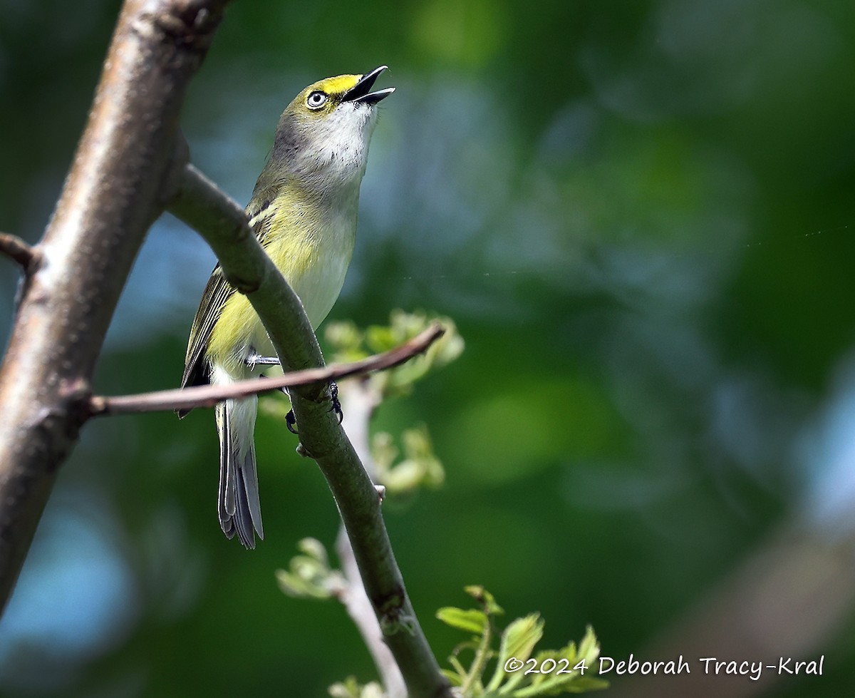 White-eyed Vireo - Deborah Kral