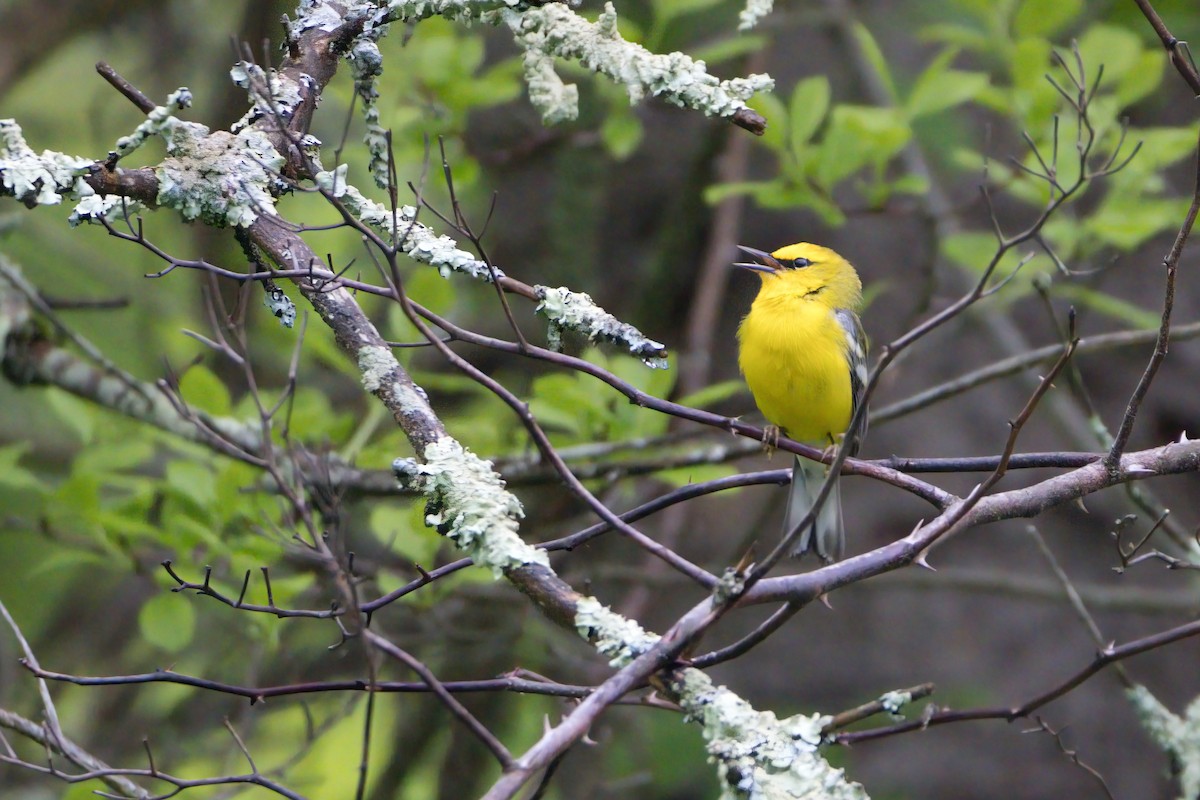 Blue-winged Warbler - ML619193597