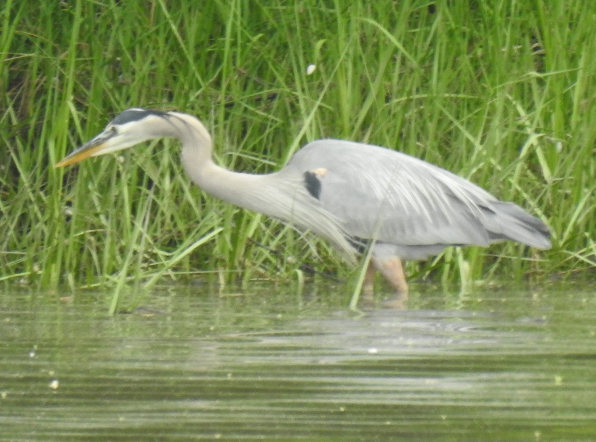 Great Blue Heron - ML619193602