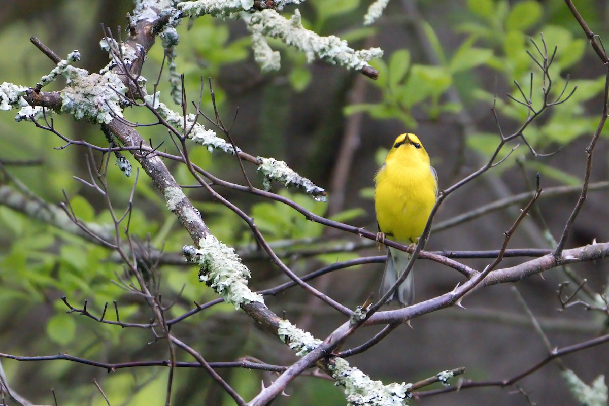 Blue-winged Warbler - ML619193603