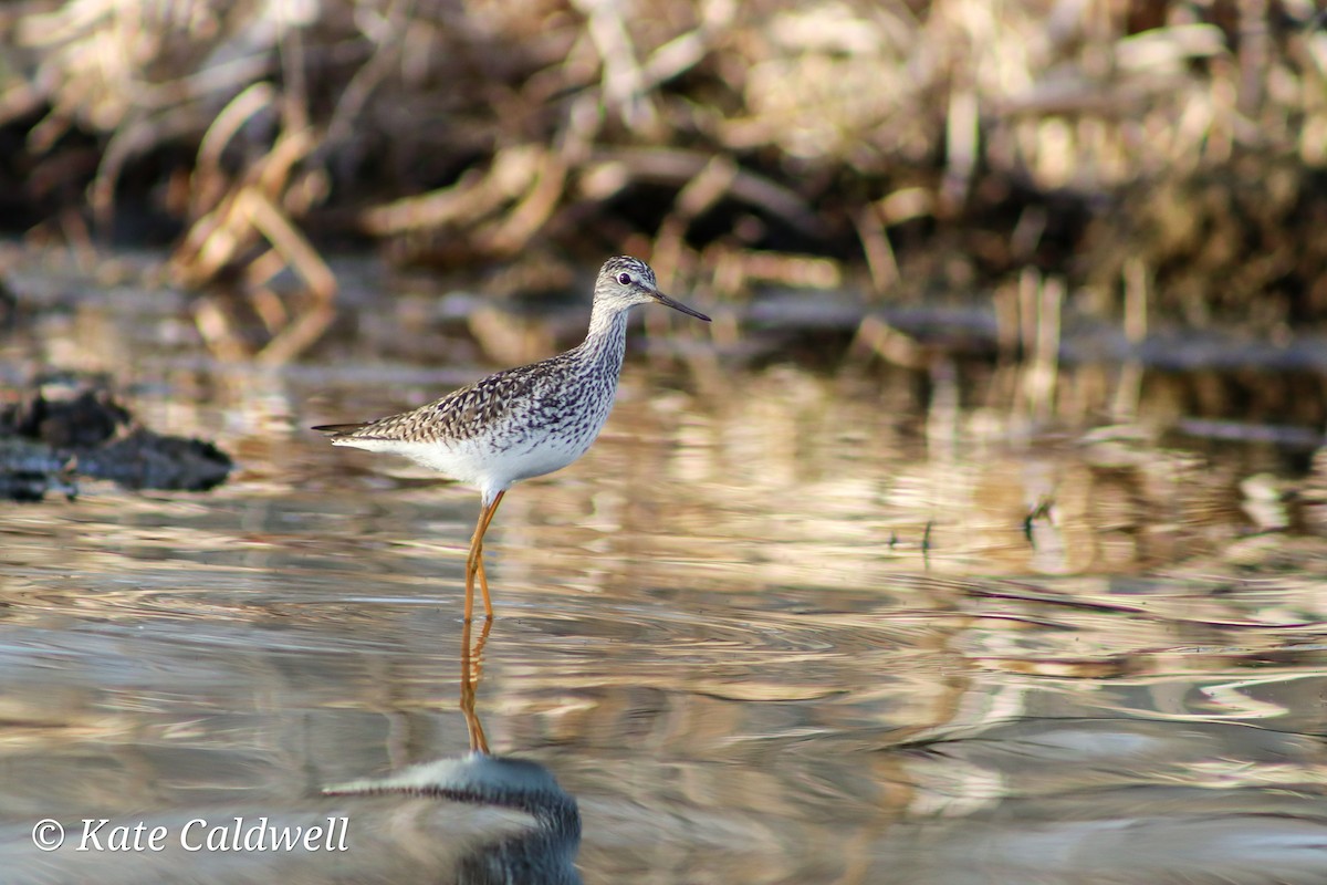 Lesser Yellowlegs - ML619193605