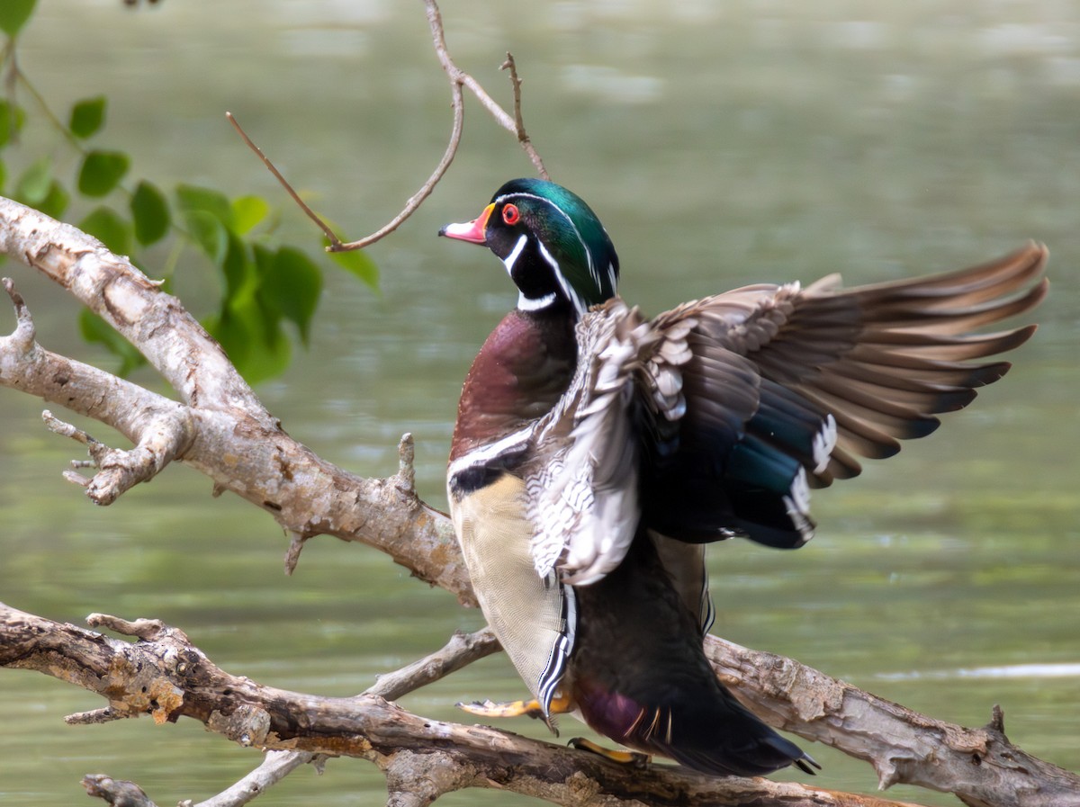 Wood Duck - Daniel Griffith