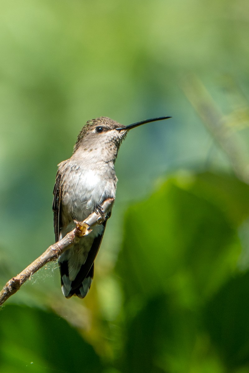 Black-chinned Hummingbird - Carrie Vaughn