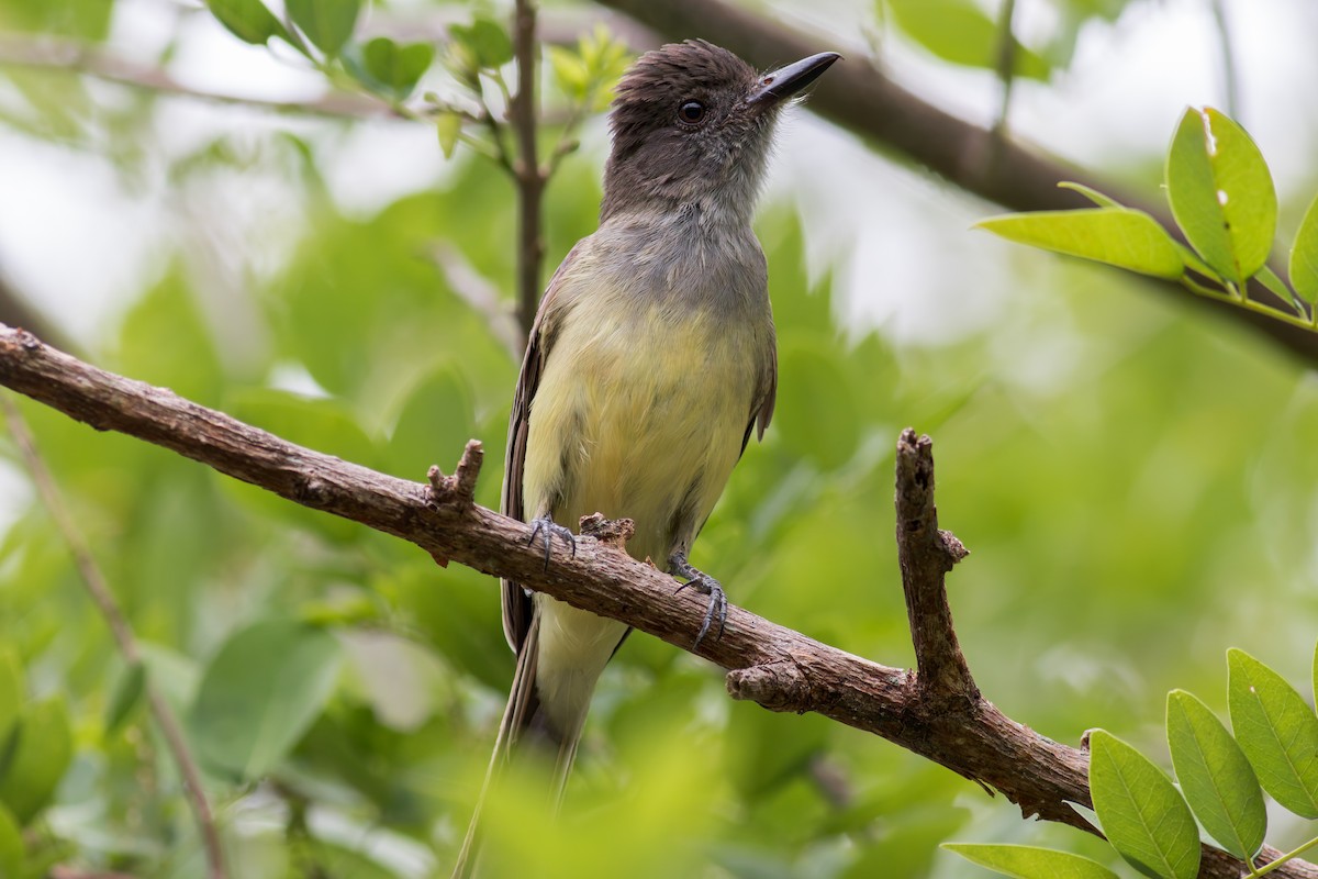 Apical Flycatcher - Eric Zawatski