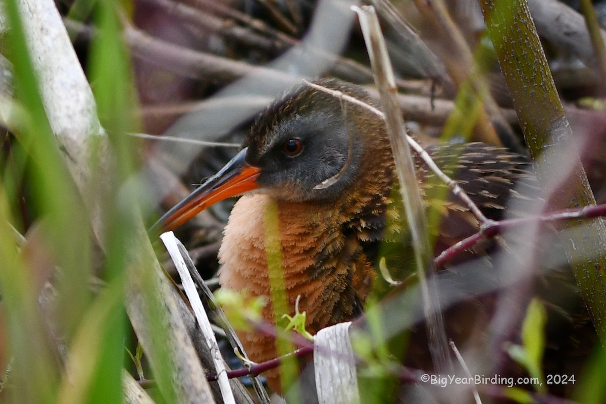 Virginia Rail - ML619193642