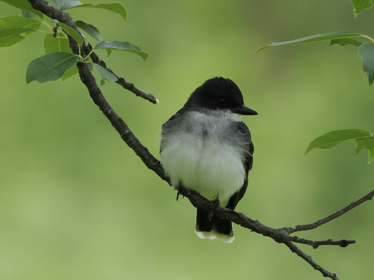 Eastern Kingbird - Michelle Herrmann