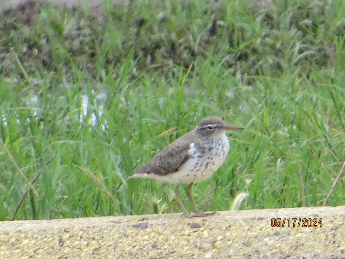 Spotted Sandpiper - ML619193663