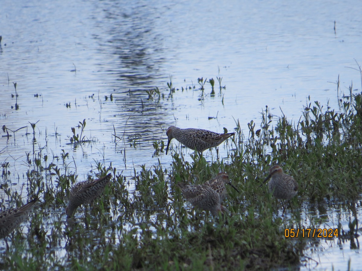 Stilt Sandpiper - JOHN KIRK