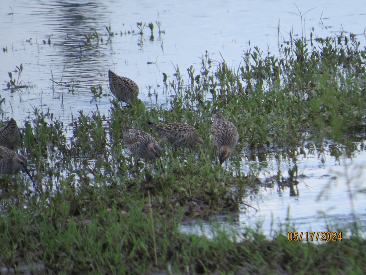 Stilt Sandpiper - ML619193677