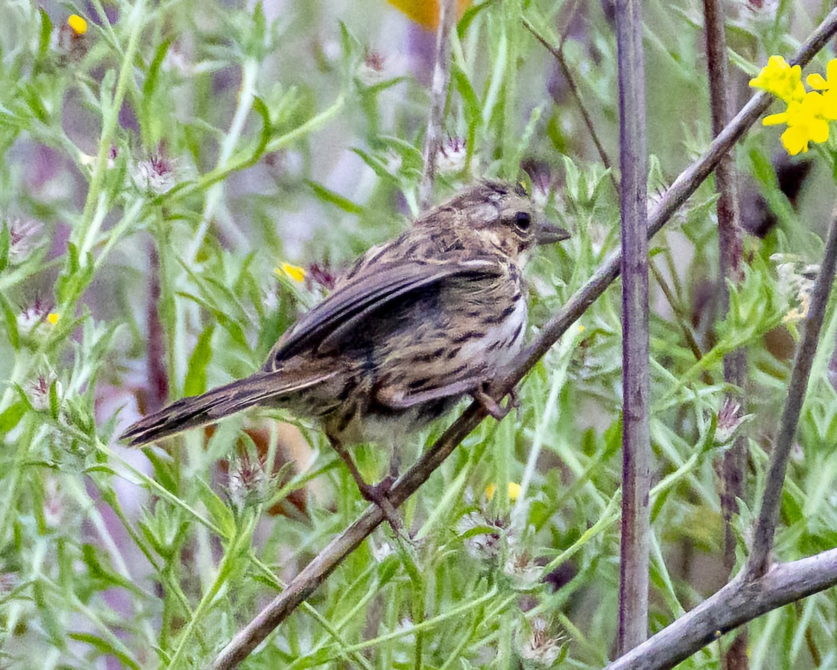 Song Sparrow - James Kendall