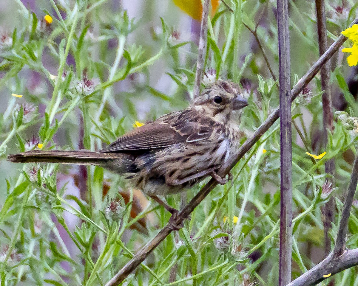 Song Sparrow - James Kendall