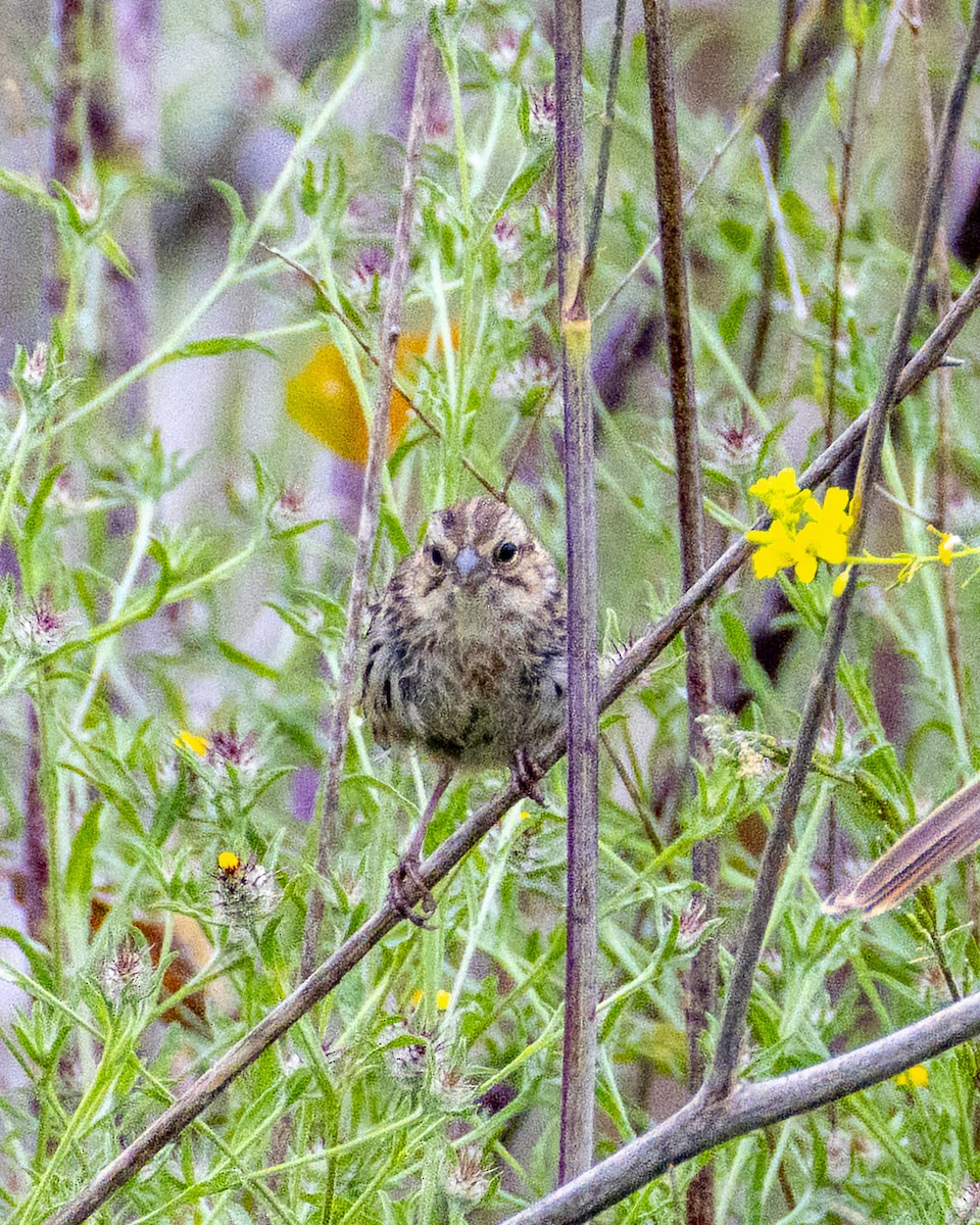 Song Sparrow - James Kendall