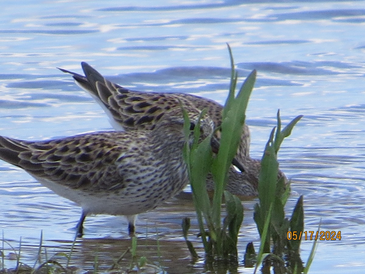 White-rumped Sandpiper - ML619193688