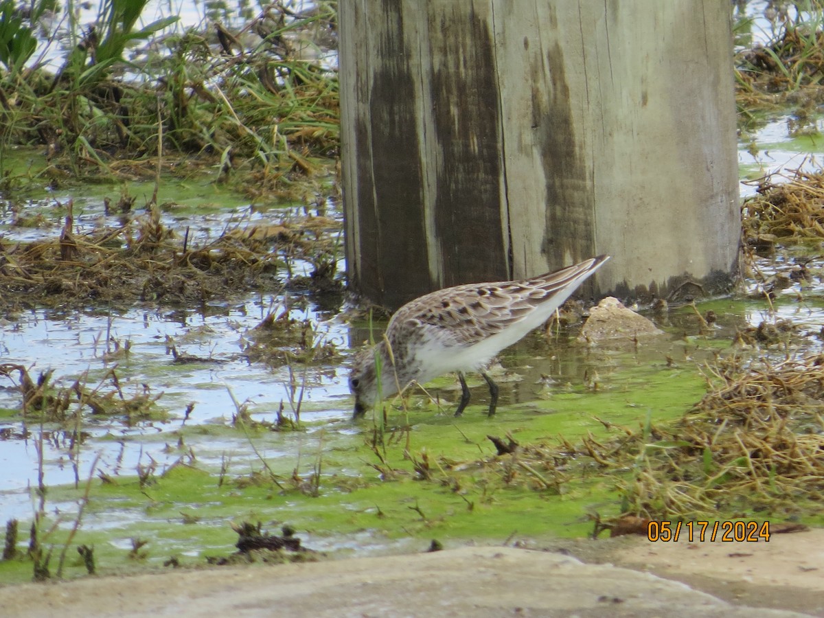 White-rumped Sandpiper - JOHN KIRK