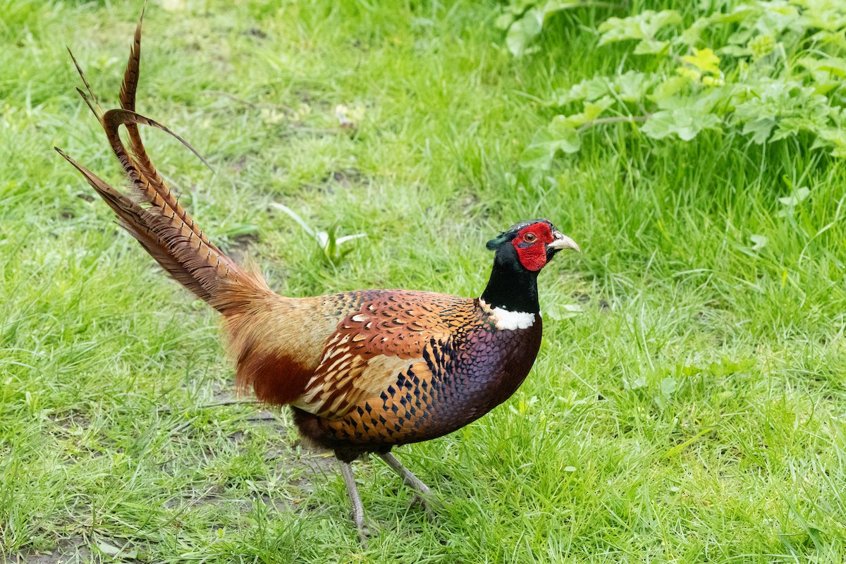 Ring-necked Pheasant - Jon White