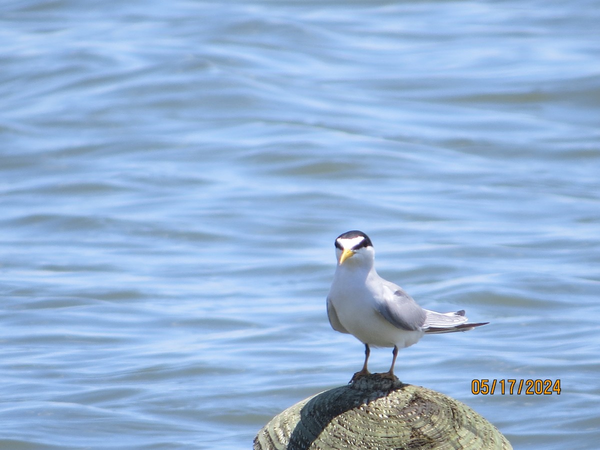 Least Tern - JOHN KIRK