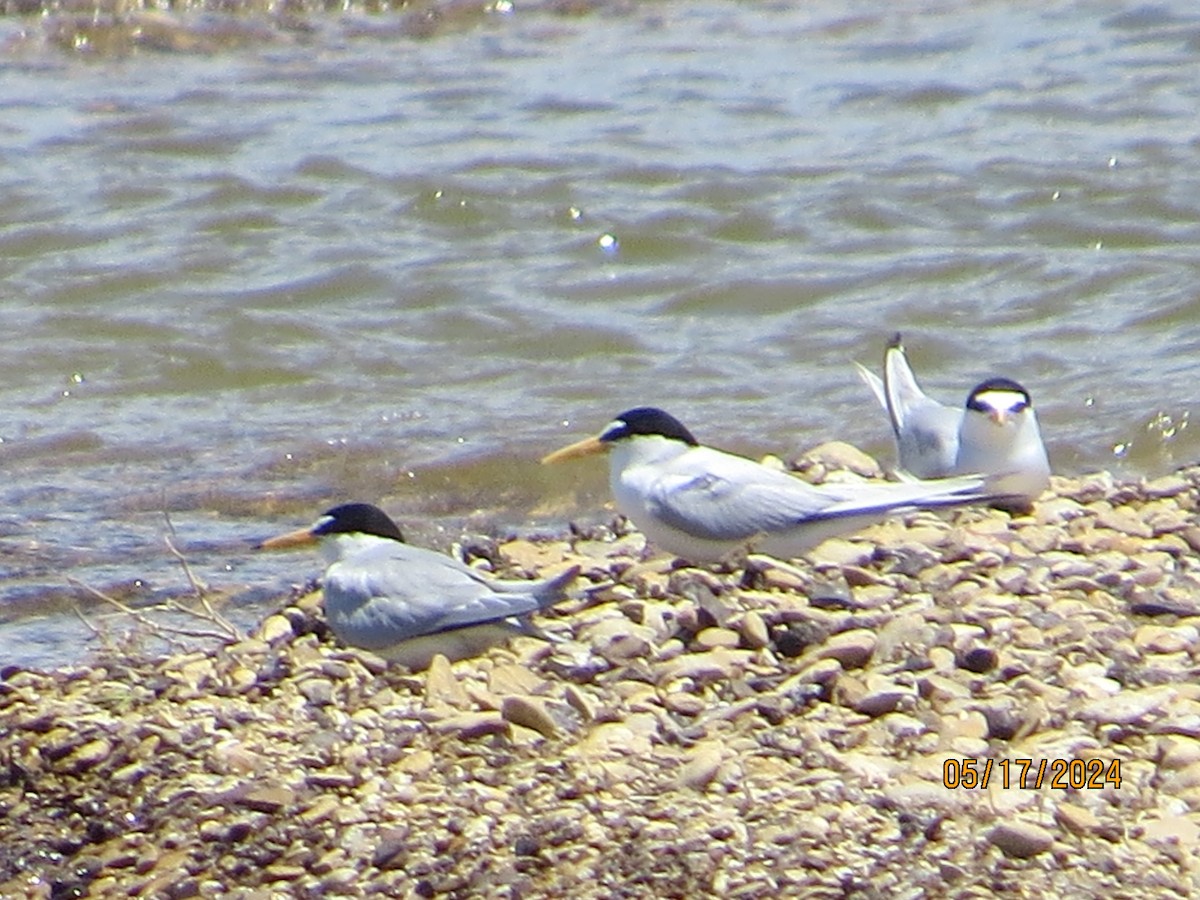 Least Tern - ML619193710