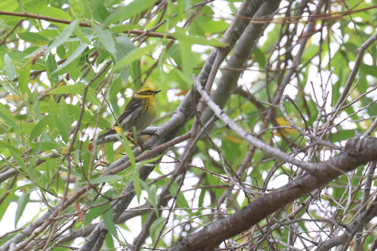 Townsend's Warbler - Tom Fangrow