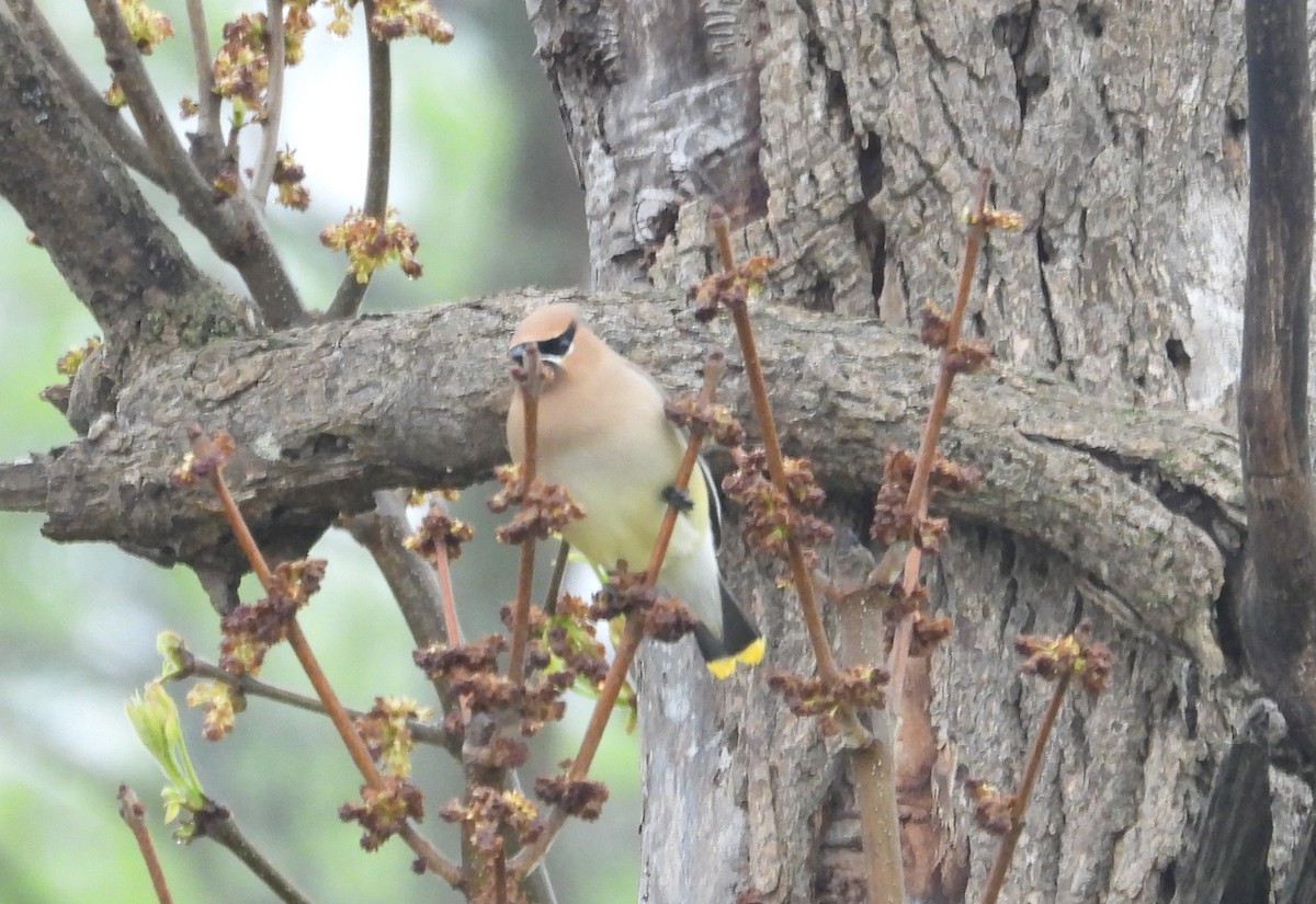 Cedar Waxwing - Christopher Zayachkowski